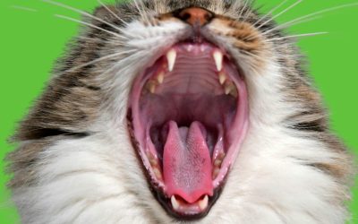 Paws, Jaws, And Healthy Teefs: A Guide To Your Pet’s Dental Health