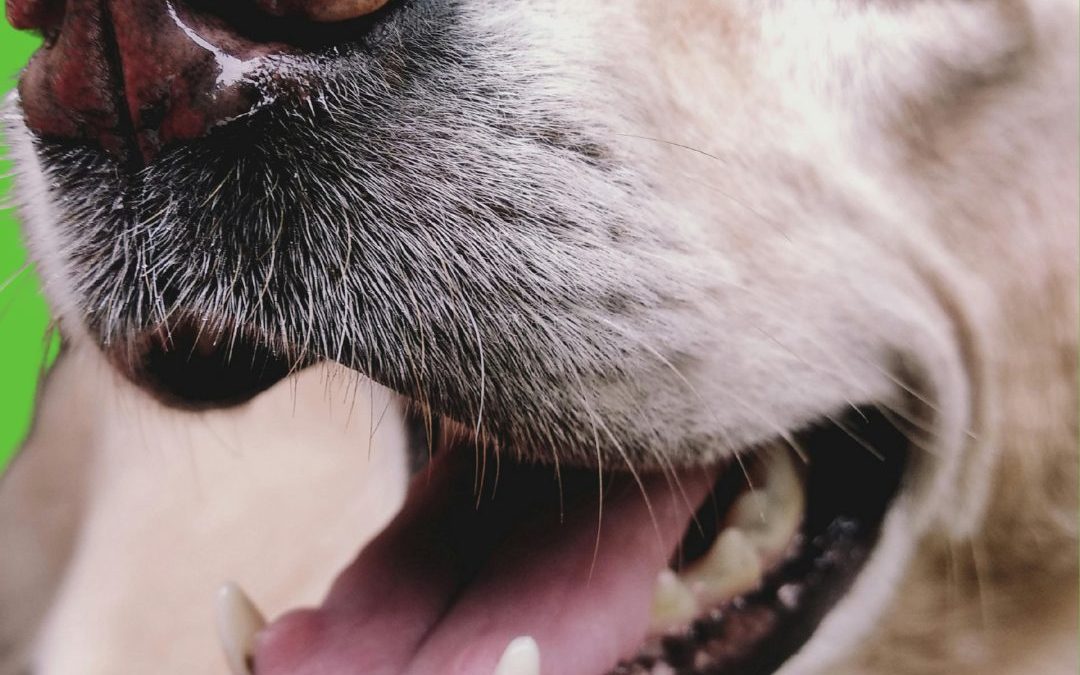 Pet-Safe Foods For Better Dental Health