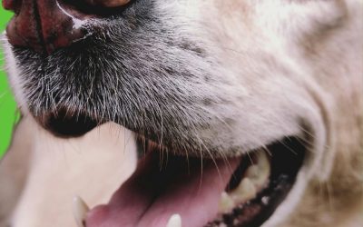 Pet-Safe Foods For Better Dental Health