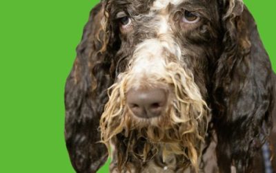 5 Grooming Mistakes Pet Owners Make (and How to Avoid Them)