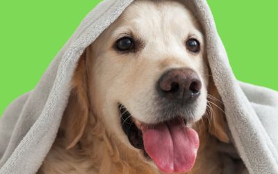Winter Animal Safety And How You Can Be A Hero This Season