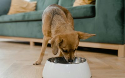 Pet Food Guide: Best Choices, Toxic Foods & Common FAQs