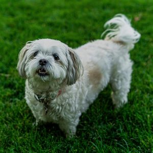Shih Tzus standing on green grass