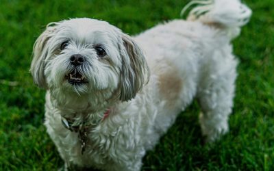 Tailored Grooming Tips For Different Pets