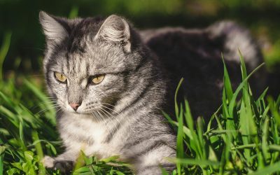 Protected: Pet Insurance in South Africa: Why You Need It & Which Providers Top the List