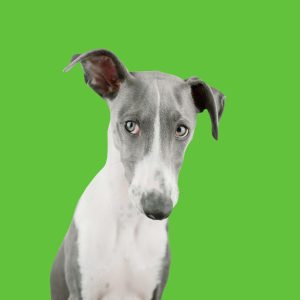 Greyhound with One Ear up