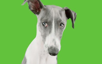 The Overlooked Essentials: Why Ear and Dental Hygiene Matter In Pet Grooming